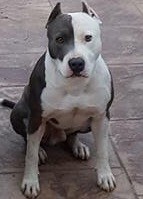 Blue y blanco 