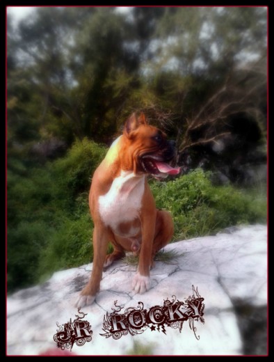 Jr. rocky corriendo en el cerro
