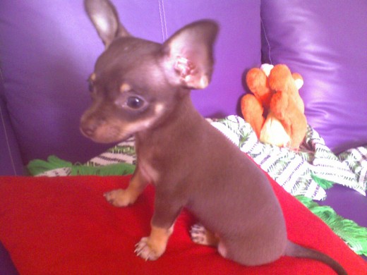 Este es mi Jerry a los 2 meses, es un chico muy listo y le encanta pasear