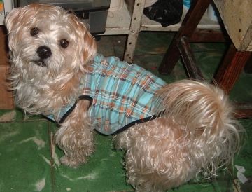 kilder en la tienda...  me gusta como se le ve la camisa celeste pero se la quito siempre para dormir....