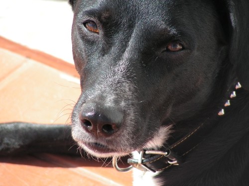 Tomando el sol