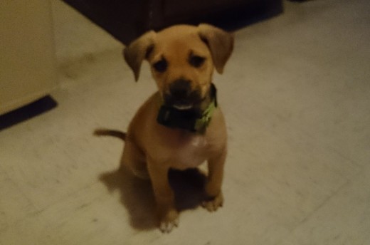 El perro mas loquillo del mundo. El perro mas loquillo del mundo.
