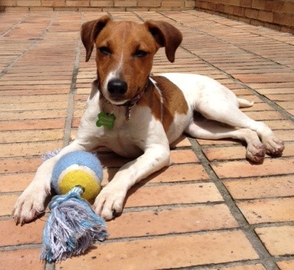 Lourdes en un día soleado jugando con su pelota de nudos.