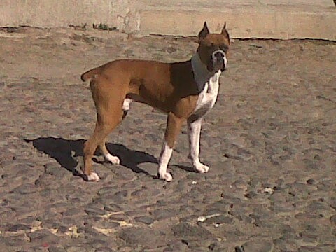 mi morriz