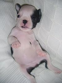 soy duna tengo 7meses naci el 8 de agosto de 2011 soi de españa vivo en cartagena(murcia) y soy un bulldog frances
El bulldog frances
Descendiente probable, como todos los dogos, de los Molosoides de Epire y del Imperio Romano, pariente del Bulldog de Gran Bretaña, de los Alanos de la Edad Media, y de los dogos y doguillos de Francia, el dogo que nosotros conocemos es el producto de diferentes cruces que efectuaron los criadores apasionados de los barrios populares de París en la década de 1880. En esa época era el compañero de los trabajadores del mercado central de París - carniceros, cocheros - pero supo muy pronto conquistar la alta sociedad y el mundo de los artistas por su físico particular y su carácter. Así pues, se propagó rápidamente. El primer club de esta raza se fundó en 1880 en París. El primer registro de inscripción data de 1885, y el primer estándar se estableció en 1898, año en el cual la Sociedad Central Canina francesa reconoció la raza del Bulldog Francés. El primer Bulldog francés fue exhibido a partir de 1887. El estándar fue modificado en 1931, 1932 y 1948. Fue reformulado en 1986 por H.F. Réant y R. Triquet (publicación de la F.C.I. de 1987) y luego en 1994 por el Comité del Club del Bulldog Francés, con la colaboración de R. Triquet.
APARIENCIA GENERAL :
Es el típico molosoide de tamaño pequeño. Es un perro robusto a pesar de su talla pequeña y de sus proporciones reducidas y regordetas. Su pelo es raso y su cara es corta y chata. Las orejas son rectas y la cola es corta de nacimiento. Debe tener el aspecto de un animal activo, despierto, muy musculado, de una estructura compacta y de huesos sólidos.
TEMPERAMENTO / COMPORTAMIENTO:
Es sociable, alegre, juguetón, deportivo y despierto. Es particularmente afectuoso con su amo y con los niños.
CABEZA:
Esta debe ser muy fuerte, ancha y cuadrada, y debe estar cubierta por la piel, que forma pliegues y arrugas casi simétricas. La cabeza del Bulldog se caracteriza por una contracción del macizo maxilo-nasal; así, el cráneo ha ganado en amplitud lo que ha perdido en longitud.
REGIÓN CRANEAL:
Cráneo: Es ancho, casi chato; la frente es abultada. Los arcos superciliares son prominentes y están separados por un surco particularmente desarrollado entre los ojos. El surco no debe prolongarse hasta la frente. La cresta occipital es poco desarrollada.
Depresión naso-frontal (Stop): Muy acentuada.
REGIÓN FACIAL:
Trufa: Ancha, muy corta, levantada; las ventanas de la nariz están bien abiertas, son simétricas y se extienden oblicuamente hacia atrás. La inclinación de las ventanas de la nariz, así como la nariz levantada, deben permitir, sin embargo, una respiración nasal normal.
Caña nasal : Es bien corta, ancha y presenta pliegues concéntricamente simétricos que descienden sobre el labio superior (longitud: 1/6 de la longitud total de la cabeza).
Labios: Gruesos, un poco flojos, de color negro. El labio superior se une al inferior en el centro y cubre completamente los dientes, que no deben estar nunca visibles. El perfil del labio superior es descendiente y redondeado. La lengua nunca debe estar visible.
Mandíbulas: Son anchas, cuadradas, fuertes. La mandíbula inferior traza una curva ancha que se termina frente a la mandíbula superior. Con la boca cerrada, la prominencia de la mandíbula inferior (prognatismo) está moderada por la incurvación de las ramas del maxilar inferior. Esta incurvación es necesaria para evitar un sobresaliente demasiado notable de la mandíbula inferior.
Dientes: Los incisivos inferiores no se encuentran nunca detrás de los incisivos superiores. La arcada incisiva inferior es redondeada. Las mandíbulas no deben presentar ni desviación lateral, ni torsión. La separación de las arcadas incisivas no está estrictamente delimitada, ya que lo esencial es que el labio superior y el inferior se unan para cubrir por completo los dientes.
Mejillas: Los músculos de las mejillas están bien desarrollados, pero nunca sobresalen.
Ojos: Son de expresión despierta, se presentan bajos y bastante apartados de la trufa y sobre todo de las orejas. Son de color oscuro, bastante grandes, bien redondeados, ligeramente saltones; la esclerótica no está nunca visible cuando el animal mira de frente. El borde de los párpados debe ser negro.
Orejas: De tamaño mediano, anchas en la base y redondas en la punta. Son erguidas; de implantación alta, pero no demasiado cerca una de la otra. El pabellón es abierto al frente. La piel debe ser fina y suave al tacto.
CUELLO:
Es corto y ligeramente arqueado. No presenta papada.
CUERPO:
Línea superior: La línea superior se levanta progresivamente a nivel del lomo para luego descender rápidamente hacia la cola.
Espalda: Es ancha y musculada.
Lomo: Corto y ancho.
Grupa : Es oblicua.
Pecho: Cilíndrico y desciende bien abajo. Las costillas son en forma de tonel y muy redondeadas.
Antepecho: Es muy abierto.
Vientre y flancos: Levantados, aunque no agalgados.
COLA:
Corta; de implantación baja sobre la grupa, pegada a los glúteos. Es gruesa en la base, anudada o doblada naturalmente y puntiaguda en la extremidad. Aún cuando el perro está en acción, la cola debe encontrarse por debajo de la horizontal. La cola relativamente larga (que no debe sobrepasar la punta del corvejón), doblada y puntiaguda, es aceptada, aunque no muy valorizada.
EXTREMIDADES
MIEMBROS ANTERIORES:
Vistos de perfil y de frente, presentan aplomos regulares.
Hombros: Cortos y gruesos, de musculatura firme y aparente.
Brazo: Corto.
Codo: Estrictamente pegado al cuerpo.
Antebrazo: Corto, bien separado, rectilíneo y musculado.
Carpo y metacarpo: Sólidos y cortos.
MIEMBROS POSTERIORES:
Son fuertes y musculados, algo más largos que los anteriores, elevando así el cuarto trasero. Vistos de perfil y desde atrás, presentan aplomos regulares.
Muslo: Musculado, firme, aunque no demasiado redondo.
Corvejón: Bastante bajo. No es demasiado anguloso y sobre todo no es demasiado recto.
Metatarso: Sólido y corto. El Bulldog debe nacer sin espolones.
PIES:
Pies anteriores: Redondos, pequeños; se les conoce como "pie de gato". Se apoyan firmemente sobre el suelo y se tornan ligeramente hacia afuera. Los dedos son bien compactos, las uñas son cortas, gruesas y están separadas. Las almohadillas son duras, gruesas y de color negro. En los perros atigrados las uñas deben ser negras.
En los perros "caille" (perros atigrados de color leonado con parches blancos medianamente extendidos) y en los de color leonado (con parches blancos medianamente o demasiado extendidos) se prefiere las uñas oscuras, aunque no se penalizarán las de color claro.
Pies posteriores : Compactos.
MOVIMIENTO:
Paso suelto; las extremidades se desplazan paralelamente al plano medio del cuerpo.
PELO:
Es hermoso, raso, apretado, brillante y suave.
COLOR :
• Tono leonado uniforme, ya sea atigrado o no, o con parches blancos moderadamente extendidos.
• Leonado, ya sea o no atigrado, con parches blancos medianamente o muy extendidos.
Se aceptan todos los matices leonados, desde el rojo, hasta el café con leche. Los perros completamente blancos están clasificados bajo la categoría de "leonado atigrado con parches blancos muy extendidos". Si un perro posee una trufa muy oscura, y ojos oscuros con párpados también oscuros, pueden tolerarse excepcionalmente algunas despigmentaciones de la cara, siempre y cuando el animal sea muy hermoso.
TAMAÑO Y PESO:
Para un Bulldog en buena condición, el peso no debe ser menor de 8 kg, ni mayor de 14 kg, ya que el tamaño está en proporción con el peso.
FALTAS:
Cualquier desviación de los criterios antes mencionados se considera como falta y la gravedad de ésta se considera al grado de la desviación al estándar y de sus consecuencias sobre la salud y el bienestar del perro.
• Trufa estrecha o encogida, y ronquidos crónicos.
• Labios que no están unidos al frente.
• Despigmentación de los labios.
• Ojos claros.
• Papada.
• Cola levantada, demasiado larga, o anormalmente corta.
• Codos despegados.
• Corvejón recto, o desplazado hacia el frente.
• Movimientos incorrectos.
• Pelo demasiado largo.
• Pelaje moteado.
FALTAS GRAVES:
• Incisivos visibles cuando la boca está cerrada.
• Lengua aparente cuando la boca está cerrada.
• Rigidez en los movimientos de las extremidades anteriores.
• Manchas descoloridas en la cara, excepto en el caso de los atigrados color leonado con parches blancos medianamente extendidos "caille" y de los leonados con parches blancos poco o muy extendidos.
• Peso excesivo o insuficiente.
FALTAS ELIMINATORIAS:
• Cobardía, agresividad hacia su dueño.
• Trufa de un color que no es el negro.
• Labio partido.
• Incisivos inferiores colocados detrás de los incisivos superiores.
• Caninos constantemente visibles cuando la boca está cerrada.
• Ojos heterócromos.
• Orejas que no son erguidas.
• Mutilación de las orejas, de la cola o de los espolones.
• Ausencia de cola.
• Espolones en las extremidades posteriores.
• Pelaje de color negro y fuego, gris rata, o marrón.
Cualquier perro mostrando claras señales de anormalidades físicas o de comportamiento debe ser descalificado.
NOTA:
Los machos deben tener dos testículos de apariencia normal completamente descendidos en el escroto.
NOTA:
El boston terrier y el bulldog frances no son iguales solo se parecen y si se distinguen.
soy duna tengo 7meses naci el 8 de agosto de 2011 soi de españa vivo en cartagena(murcia) y soy un bulldog frances
El bulldog frances
Descendiente probable, como todos los dogos, de los Molosoides de Epire y del Imperio Romano, pariente del Bulldog de Gran Bretaña, de los Alanos de la Edad Media, y de los dogos y doguillos de Francia, el dogo que nosotros conocemos es el producto de diferentes cruces que efectuaron los criadores apasionados de los barrios populares de París en la década de 1880. En esa época era el compañero de los trabajadores del mercado central de París - carniceros, cocheros - pero supo muy pronto conquistar la alta sociedad y el mundo de los artistas por su físico particular y su carácter. Así pues, se propagó rápidamente. El primer club de esta raza se fundó en 1880 en París. El primer registro de inscripción data de 1885, y el primer estándar se estableció en 1898, año en el cual la Sociedad Central Canina francesa reconoció la raza del Bulldog Francés. El primer Bulldog francés fue exhibido a partir de 1887. El estándar fue modificado en 1931, 1932 y 1948. Fue reformulado en 1986 por H.F. Réant y R. Triquet (publicación de la F.C.I. de 1987) y luego en 1994 por el Comité del Club del Bulldog Francés, con la colaboración de R. Triquet.
APARIENCIA GENERAL :
Es el típico molosoide de tamaño pequeño. Es un perro robusto a pesar de su talla pequeña y de sus proporciones reducidas y regordetas. Su pelo es raso y su cara es corta y chata. Las orejas son rectas y la cola es corta de nacimiento. Debe tener el aspecto de un animal activo, despierto, muy musculado, de una estructura compacta y de huesos sólidos.
TEMPERAMENTO / COMPORTAMIENTO:
Es sociable, alegre, juguetón, deportivo y despierto. Es particularmente afectuoso con su amo y con los niños.
CABEZA:
Esta debe ser muy fuerte, ancha y cuadrada, y debe estar cubierta por la piel, que forma pliegues y arrugas casi simétricas. La cabeza del Bulldog se caracteriza por una contracción del macizo maxilo-nasal; así, el cráneo ha ganado en amplitud lo que ha perdido en longitud.
REGIÓN CRANEAL:
Cráneo: Es ancho, casi chato; la frente es abultada. Los arcos superciliares son prominentes y están separados por un surco particularmente desarrollado entre los ojos. El surco no debe prolongarse hasta la frente. La cresta occipital es poco desarrollada.
Depresión naso-frontal (Stop): Muy acentuada.
REGIÓN FACIAL:
Trufa: Ancha, muy corta, levantada; las ventanas de la nariz están bien abiertas, son simétricas y se extienden oblicuamente hacia atrás. La inclinación de las ventanas de la nariz, así como la nariz levantada, deben permitir, sin embargo, una respiración nasal normal.
Caña nasal : Es bien corta, ancha y presenta pliegues concéntricamente simétricos que descienden sobre el labio superior (longitud: 1/6 de la longitud total de la cabeza).
Labios: Gruesos, un poco flojos, de color negro. El labio superior se une al inferior en el centro y cubre completamente los dientes, que no deben estar nunca visibles. El perfil del labio superior es descendiente y redondeado. La lengua nunca debe estar visible.
Mandíbulas: Son anchas, cuadradas, fuertes. La mandíbula inferior traza una curva ancha que se termina frente a la mandíbula superior. Con la boca cerrada, la prominencia de la mandíbula inferior (prognatismo) está moderada por la incurvación de las ramas del maxilar inferior. Esta incurvación es necesaria para evitar un sobresaliente demasiado notable de la mandíbula inferior.
Dientes: Los incisivos inferiores no se encuentran nunca detrás de los incisivos superiores. La arcada incisiva inferior es redondeada. Las mandíbulas no deben presentar ni desviación lateral, ni torsión. La separación de las arcadas incisivas no está estrictamente delimitada, ya que lo esencial es que el labio superior y el inferior se unan para cubrir por completo los dientes.
Mejillas: Los músculos de las mejillas están bien desarrollados, pero nunca sobresalen.
Ojos: Son de expresión despierta, se presentan bajos y bastante apartados de la trufa y sobre todo de las orejas. Son de color oscuro, bastante grandes, bien redondeados, ligeramente saltones; la esclerótica no está nunca visible cuando el animal mira de frente. El borde de los párpados debe ser negro.
Orejas: De tamaño mediano, anchas en la base y redondas en la punta. Son erguidas; de implantación alta, pero no demasiado cerca una de la otra. El pabellón es abierto al frente. La piel debe ser fina y suave al tacto.
CUELLO:
Es corto y ligeramente arqueado. No presenta papada.
CUERPO:
Línea superior: La línea superior se levanta progresivamente a nivel del lomo para luego descender rápidamente hacia la cola.
Espalda: Es ancha y musculada.
Lomo: Corto y ancho.
Grupa : Es oblicua.
Pecho: Cilíndrico y desciende bien abajo. Las costillas son en forma de tonel y muy redondeadas.
Antepecho: Es muy abierto.
Vientre y flancos: Levantados, aunque no agalgados.
COLA:
Corta; de implantación baja sobre la grupa, pegada a los glúteos. Es gruesa en la base, anudada o doblada naturalmente y puntiaguda en la extremidad. Aún cuando el perro está en acción, la cola debe encontrarse por debajo de la horizontal. La cola relativamente larga (que no debe sobrepasar la punta del corvejón), doblada y puntiaguda, es aceptada, aunque no muy valorizada.
EXTREMIDADES
MIEMBROS ANTERIORES:
Vistos de perfil y de frente, presentan aplomos regulares.
Hombros: Cortos y gruesos, de musculatura firme y aparente.
Brazo: Corto.
Codo: Estrictamente pegado al cuerpo.
Antebrazo: Corto, bien separado, rectilíneo y musculado.
Carpo y metacarpo: Sólidos y cortos.
MIEMBROS POSTERIORES:
Son fuertes y musculados, algo más largos que los anteriores, elevando así el cuarto trasero. Vistos de perfil y desde atrás, presentan aplomos regulares.
Muslo: Musculado, firme, aunque no demasiado redondo.
Corvejón: Bastante bajo. No es demasiado anguloso y sobre todo no es demasiado recto.
Metatarso: Sólido y corto. El Bulldog debe nacer sin espolones.
PIES:
Pies anteriores: Redondos, pequeños; se les conoce como "pie de gato". Se apoyan firmemente sobre el suelo y se tornan ligeramente hacia afuera. Los dedos son bien compactos, las uñas son cortas, gruesas y están separadas. Las almohadillas son duras, gruesas y de color negro. En los perros atigrados las uñas deben ser negras.
En los perros "caille" (perros atigrados de color leonado con parches blancos medianamente extendidos) y en los de color leonado (con parches blancos medianamente o demasiado extendidos) se prefiere las uñas oscuras, aunque no se penalizarán las de color claro.
Pies posteriores : Compactos.
MOVIMIENTO:
Paso suelto; las extremidades se desplazan paralelamente al plano medio del cuerpo.
PELO:
Es hermoso, raso, apretado, brillante y suave.
COLOR :
• Tono leonado uniforme, ya sea atigrado o no, o con parches blancos moderadamente extendidos.
• Leonado, ya sea o no atigrado, con parches blancos medianamente o muy extendidos.
Se aceptan todos los matices leonados, desde el rojo, hasta el café con leche. Los perros completamente blancos están clasificados bajo la categoría de "leonado atigrado con parches blancos muy extendidos". Si un perro posee una trufa muy oscura, y ojos oscuros con párpados también oscuros, pueden tolerarse excepcionalmente algunas despigmentaciones de la cara, siempre y cuando el animal sea muy hermoso.
TAMAÑO Y PESO:
Para un Bulldog en buena condición, el peso no debe ser menor de 8 kg, ni mayor de 14 kg, ya que el tamaño está en proporción con el peso.
FALTAS:
Cualquier desviación de los criterios antes mencionados se considera como falta y la gravedad de ésta se considera al grado de la desviación al estándar y de sus consecuencias sobre la salud y el bienestar del perro.
• Trufa estrecha o encogida, y ronquidos crónicos.
• Labios que no están unidos al frente.
• Despigmentación de los labios.
• Ojos claros.
• Papada.
• Cola levantada, demasiado larga, o anormalmente corta.
• Codos despegados.
• Corvejón recto, o desplazado hacia el frente.
• Movimientos incorrectos.
• Pelo demasiado largo.
• Pelaje moteado.
FALTAS GRAVES:
• Incisivos visibles cuando la boca está cerrada.
• Lengua aparente cuando la boca está cerrada.
• Rigidez en los movimientos de las extremidades anteriores.
• Manchas descoloridas en la cara, excepto en el caso de los atigrados color leonado con parches blancos medianamente extendidos "caille" y de los leonados con parches blancos poco o muy extendidos.
• Peso excesivo o insuficiente.
FALTAS ELIMINATORIAS:
• Cobardía, agresividad hacia su dueño.
• Trufa de un color que no es el negro.
• Labio partido.
• Incisivos inferiores colocados detrás de los incisivos superiores.
• Caninos constantemente visibles cuando la boca está cerrada.
• Ojos heterócromos.
• Orejas que no son erguidas.
• Mutilación de las orejas, de la cola o de los espolones.
• Ausencia de cola.
• Espolones en las extremidades posteriores.
• Pelaje de color negro y fuego, gris rata, o marrón.
Cualquier perro mostrando claras señales de anormalidades físicas o de comportamiento debe ser descalificado.
NOTA:
Los machos deben tener dos testículos de apariencia normal completamente descendidos en el escroto.
NOTA:
El boston terrier y el bulldog frances no son iguales solo se parecen y si se distinguen.