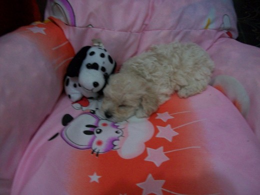 Mili durmiendo en su camita con su mascota de peluche