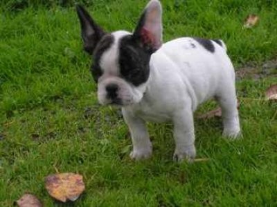 Es Mocho en el jardin  que estabamos jugando con una pelota.