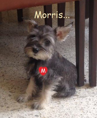 Morris representa mi alegria mi felicidad (: