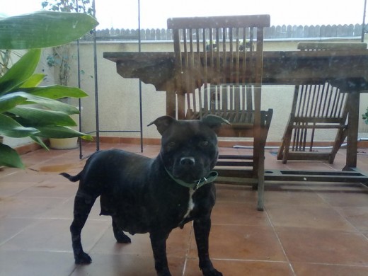 Negrita en la terraza.