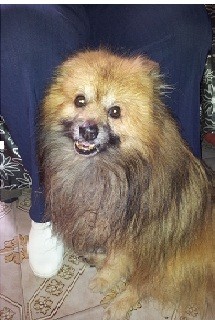 Nikko Nikko