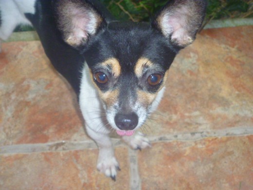 Hey, Me llamo Jake, soy CHIHUAHUA tengo 6 años!