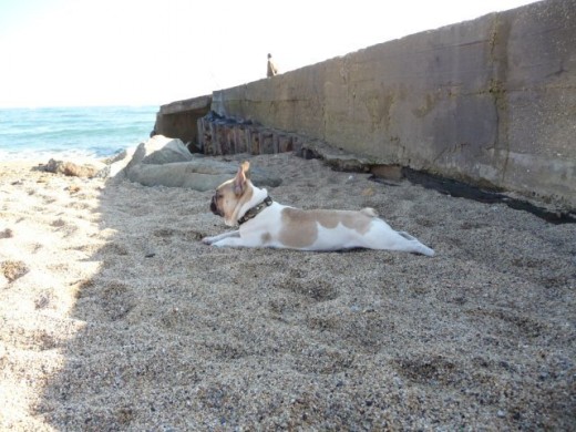 Rocky en un dia de playa