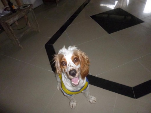 Periita color blanco con cafe cocker spaniel 100xciento pura...