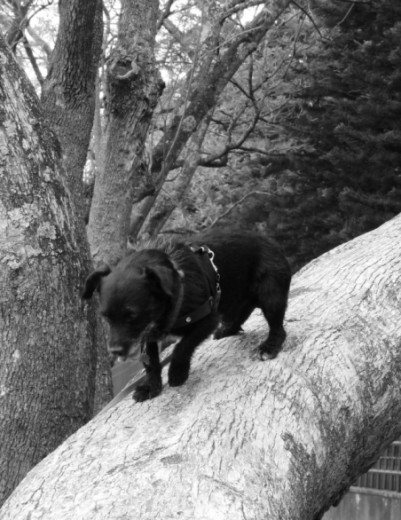 Bajando de un arbol
