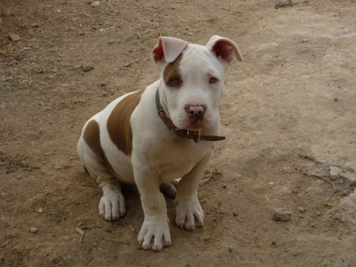 Aqui les presento a mi Pirata, obvio es el nombre verdad. Ustedes juzguen si es pit o no. En esta foto tenia algo asi como 2 o 3 meses no lo recuerdo, en estos dias va a ajustar 5 meses ya esta un poco mas crecido y claro con las orejas recortadas. ¿ESTA BONITO? Aqui les presento a mi Pirata, obvio es el nombre verdad. Ustedes juzguen si es pit o no. En esta foto tenia algo asi como 2 o 3 meses no lo recuerdo, en estos dias va a ajustar 5 meses ya esta un poco mas crecido y claro con las orejas recortadas. ¿ESTA BONITO?