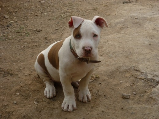 Aqui les presento a mi Pirata, obvio es el nombre verdad. Ustedes juzguen si es pit o no. En esta foto tenia algo asi como 2 o 3 meses no lo recuerdo, en estos dias va a ajustar 5 meses ya esta un poco mas crecido y claro con las orejas recortadas. ¿ESTA BONITO?