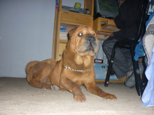 SHAR PEI macho busca novia para procrear