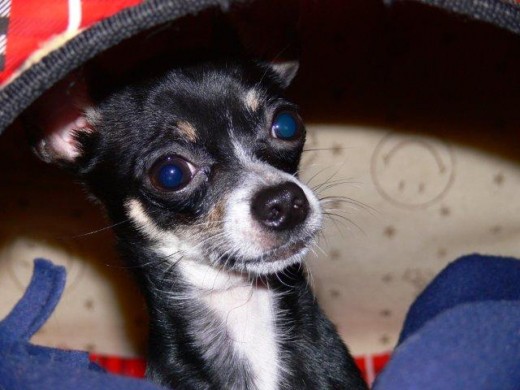 Huguito en su casita, donde más le gusta estar.