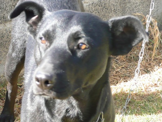 MI PERRO VIENDO HACIA EL ORISONTE