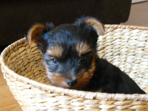 precioso cachorrito precioso cachorrito