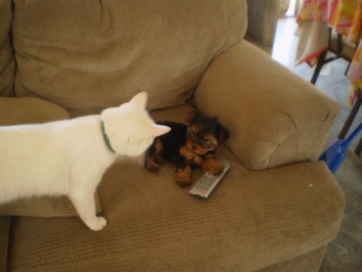 Con su amigo Pingo nuestra otra mascota.... Sera ke se estan peleando por el Control de la Tv?????