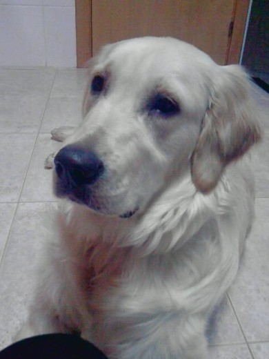 Leíto en la cocina