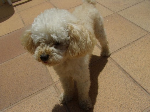 BUSCO NOVIA BUSCO NOVIA