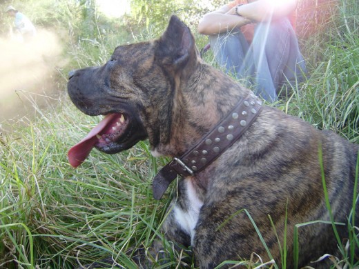 No quiero ofender ni entrar en polémica pero prefiero llamarla "Presa Canario" y no "Dogo Canario"