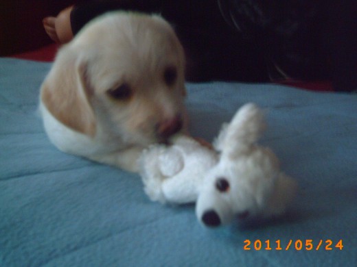 Aquí sale mi cachorrito jugando con uno de sus muñequitos. Como veis, es un Caniche (como el! =)