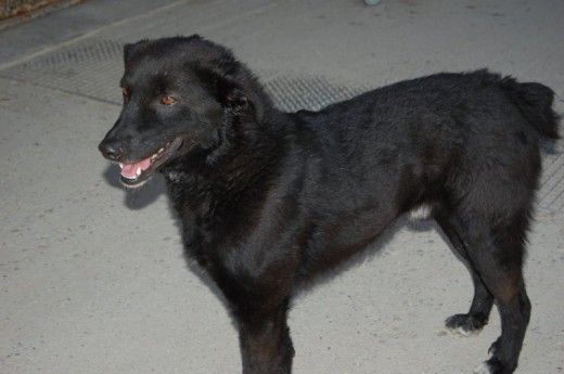 Fecha de Nacimiento: 1 Agosto 2004
Raza: Mestizo
Sexo: Macho
Tamaño: Mediano
Pluto es un perro joven que vino de una protectora que cerraban y tuvieron que desalojar. No sabemos mucho de su pasado, pero es un perro tímido y tiene bastante miedo de sus compañeros, por eso creemos que debió estar encerrado con perros que le acosaban y curiosamente, donde busca refugio y protección es en los humanos. Pluto es un perro cariñosísimo y sabemos que ahora que convive con perros sociables y que le dan espacio, podrá recuperar toda su confianza, porque se le ve que es un perro sociable que busca el cariño en los demás. Necesita una casa tranquila para sentirse protegido y que la próxima vez que tenga que trasladarse de sitio, sea rumbo a un hogar definitivo donde pueda quedarse para siempre.
Todos nuestros perros se entregan vacunados, desparasitados, esterilizados, con chip y con contrato de adopción. Solo en Madrid.
Contacto: adopciones@proaweb.org Fecha de Nacimiento: 1 Agosto 2004
Raza: Mestizo
Sexo: Macho
Tamaño: Mediano
Pluto es un perro joven que vino de una protectora que cerraban y tuvieron que desalojar. No sabemos mucho de su pasado, pero es un perro tímido y tiene bastante miedo de sus compañeros, por eso creemos que debió estar encerrado con perros que le acosaban y curiosamente, donde busca refugio y protección es en los humanos. Pluto es un perro cariñosísimo y sabemos que ahora que convive con perros sociables y que le dan espacio, podrá recuperar toda su confianza, porque se le ve que es un perro sociable que busca el cariño en los demás. Necesita una casa tranquila para sentirse protegido y que la próxima vez que tenga que trasladarse de sitio, sea rumbo a un hogar definitivo donde pueda quedarse para siempre.
Todos nuestros perros se entregan vacunados, desparasitados, esterilizados, con chip y con contrato de adopción. Solo en Madrid.
Contacto: adopciones@proaweb.org