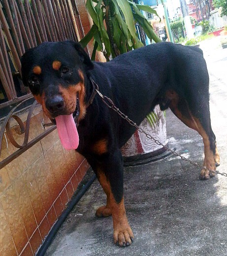 A Pablito, lo encontre vagabundeando en la calle... es un perrito noble. =)