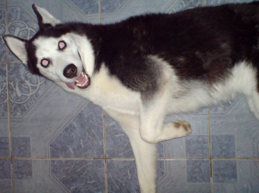 Lobo Siberiano (Husky)