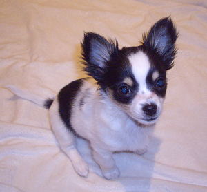 Pepe con unos 3 meses.