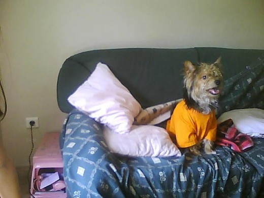 En esta foto esta con su camisita naranja.En el sofa ¡le gusta mucho estar en el sofa!