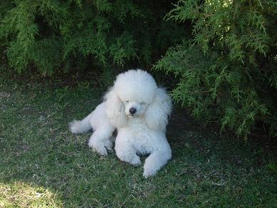 Rocco en el patio pero en la sombra