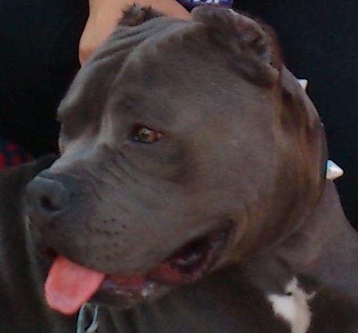 En una expo para promover las razas pitbull y bullys. Mi hijo Raam con una mirada muy atenta a su alrededor. 
