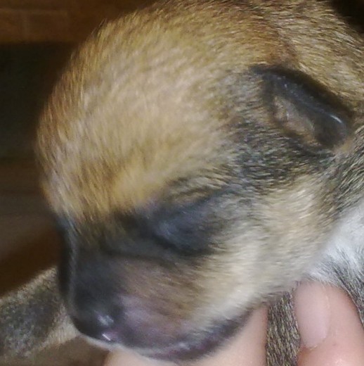 Lo encontramos en un campo abandonado, creiamos que era un gato, pero al ver que era un perrito y que llevaba dos noches durmiendo a la interperie abandonado en un campo cercano a un colegio...lo hemos ADOPTADO.
Todavia no le hemos puesto nombre, no sabemos si sobrevivirá...pero de momento es nuestro pequeño baby.!!! Lo encontramos en un campo abandonado, creiamos que era un gato, pero al ver que era un perrito y que llevaba dos noches durmiendo a la interperie abandonado en un campo cercano a un colegio...lo hemos ADOPTADO.
Todavia no le hemos puesto nombre, no sabemos si sobrevivirá...pero de momento es nuestro pequeño baby.!!!