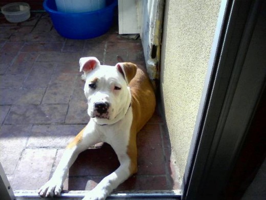 Busko hembra de american bulldog,american stanford o raza similar...GRACIAAS