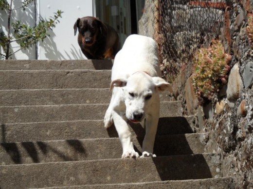 Bajando escaleras.
Sil, perro de mi padre al fondo.