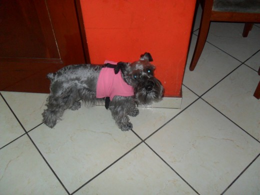 Hola! Soy Truffa, soy una schnauzer negro plateado, me gusta correr, jugar y hacer nuevos amigos. Aquí estoy acompañando a mis dueños en la hora del lonche.