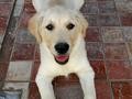 este es Scottex unos dias despues de que lo adoptaramos, hacia mucha calor por que fue en julio, asin que el se espanzorraba sober el suelo que estaba fresquito, es un perro muy cariñoso.