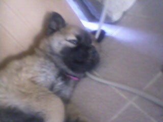 no se que raza es  solo se que es nordica  creo que es keeshond