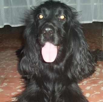 loquita