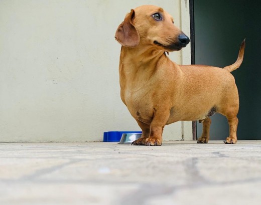 Charly un perro feliz