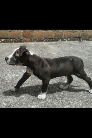 Mi perro es cariñoso y obediente pero cuando juega es muy brusco por su fuerza y físico