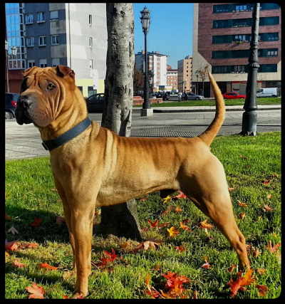 Tranquilo,cariñoso,siempre alerta,tremendamente familiar...pero muy dominante con otros machos. Todo un gentleman.  :-)