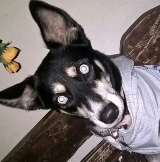 Hola, Soy Luna.
Soy una mestiza de Husky muy alegre y energética.
Me encanta jugar con todo lo que se mueva.
Soy amante a la comida, especialmente carne, no me gusta mucho el pienso pero se que lo debo comer para mantener mi pelo brillante, dientes fuertes y mis nutrientres que este me aporta.
Hola, Soy Luna.
Soy una mestiza de Husky muy alegre y energética.
Me encanta jugar con todo lo que se mueva.
Soy amante a la comida, especialmente carne, no me gusta mucho el pienso pero se que lo debo comer para mantener mi pelo brillante, dientes fuertes y mis nutrientres que este me aporta.