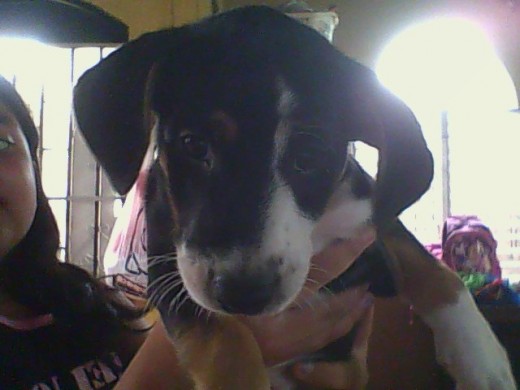 es mi perrito es mi perrito