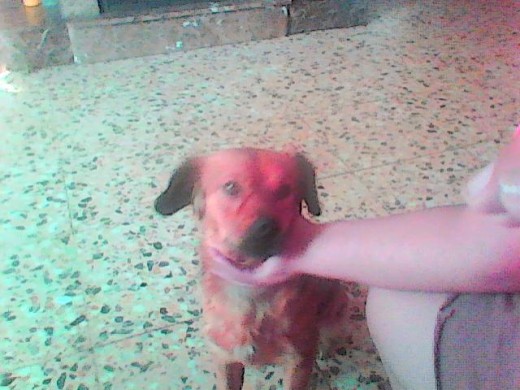 ayudeme a saber k raza es parece golden retriver  hovawart