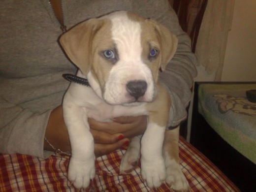 tayson